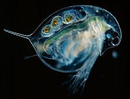 http://www.aquaria.com.ua/corm.images/Daphnia%20longispina.jpg