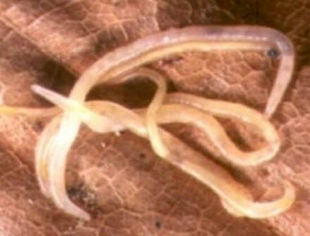 Enchytraeus%20albidus.jpg