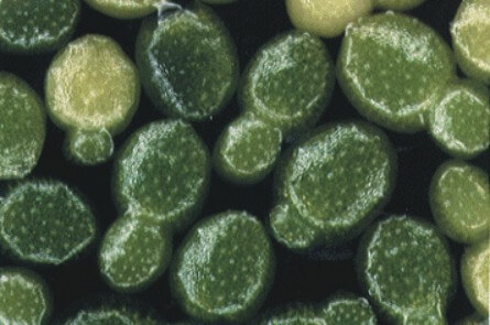 korm-dlya-ryb-wolfia